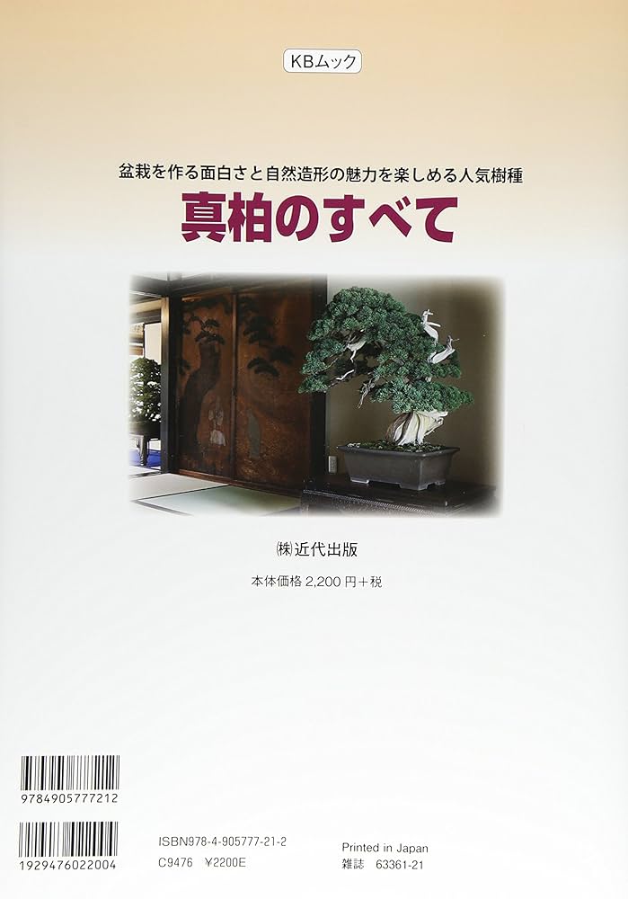 真柏10本セット初心者向け 真柏10本セット人気品初心者向け‼️